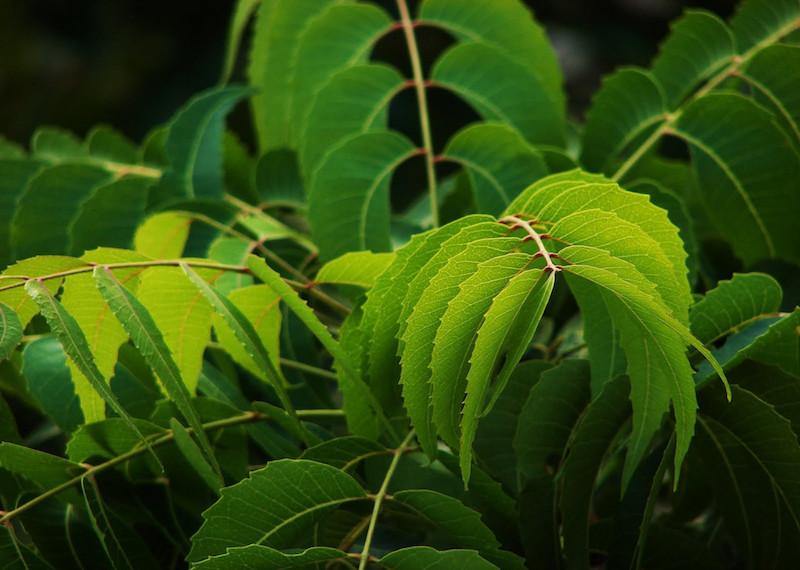 Swarnimakash Lifesciences: best third-party ayurvedic manufacturer